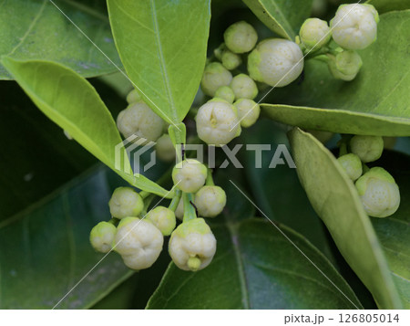 夏蜜柑の蕾 夏蜜柑の蕾 126805014