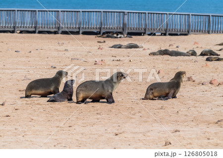 Seals at cape cross 126805018