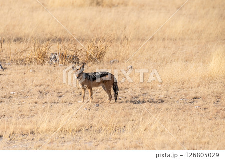 Jackal in Etosha Jackal in Etosha 126805029