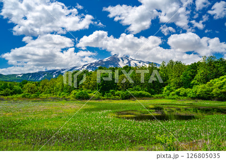 鳥海山、桑の木台湿原 126805035