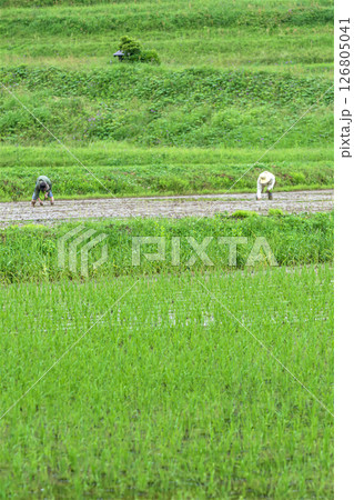 田植えの風景 126805041
