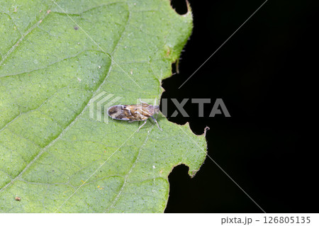 オビカワウンカ 126805135