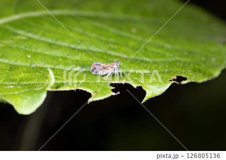 オビカワウンカ 126805136