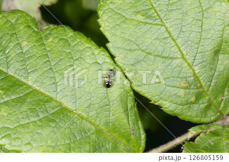 シベリアカタアリ シベリアカタアリ 126805159