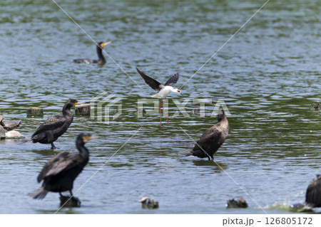 セイタカシギ セイタカシギ 126805172