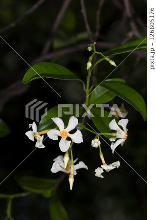 テイカズラ テイカズラ 126805176