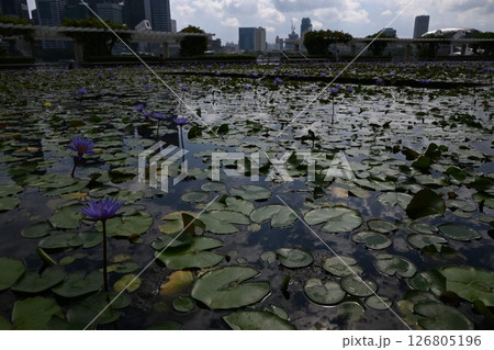 金融街の蓮池にそびえる蓮の花4 金融街の蓮池にそびえる蓮の花4 126805196