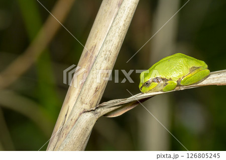 アマガエル 126805245