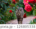 猫とバラ3 126805338