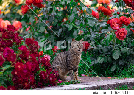 猫とバラ2 126805339