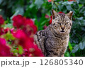 猫とバラ1 126805340