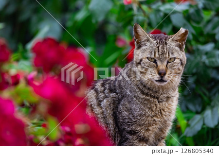 猫とバラ1 126805340