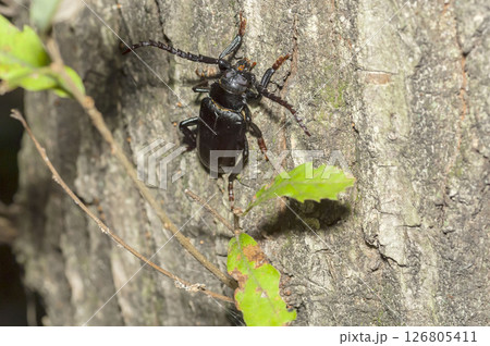 ノコギリカミキリ 126805411