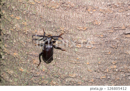 ノコギリカミキリ 126805412