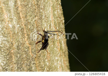 ノコギリカミキリ 126805416