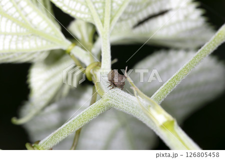 トビイロツノゼミ 126805458