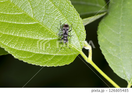 ヒョウタンナガカメムシ 126805485