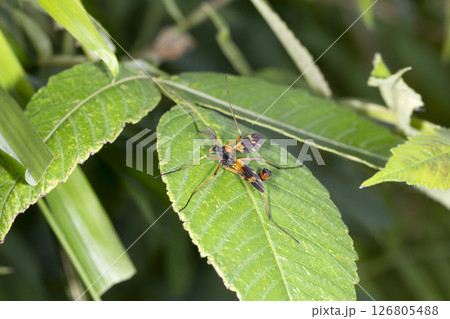 ホリカワクシヒゲガガンボ 126805488