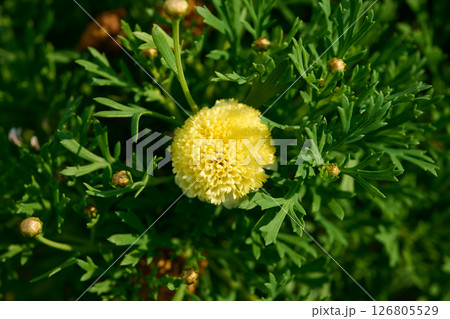 ポンポン菊 126805529