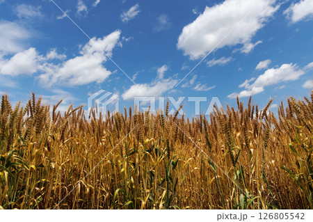 小麦畑と青空 126805542