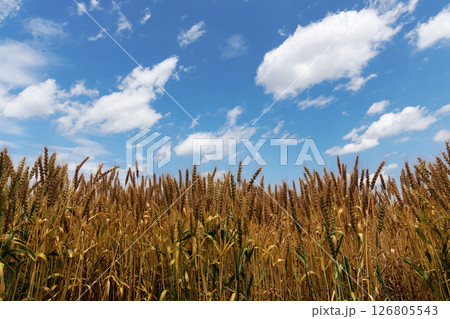 小麦畑と青空 小麦畑と青空 126805543