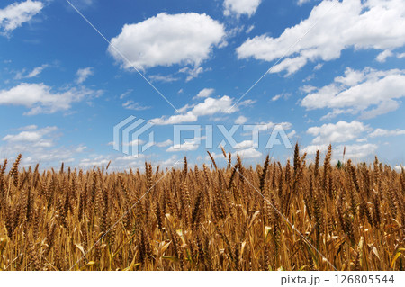小麦畑と青空 126805544