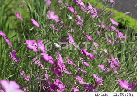 春の公園に咲くピンク色のムギナデシコの花 春の公園に咲くピンク色のムギナデシコの花 126805588