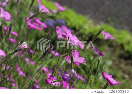 春の公園に咲くピンク色のムギナデシコの花 126805589