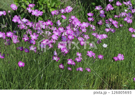 春の公園に咲くピンク色のムギナデシコの花 春の公園に咲くピンク色のムギナデシコの花 126805693