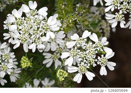 オルレア・ホワイトレース オルレア・ホワイトレース 126805694