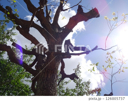 強剪定の木-54 126805737