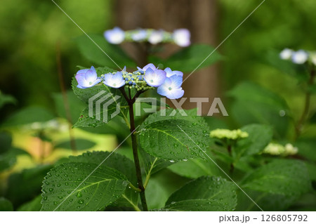 アジサイ250531pm2:59 126805792