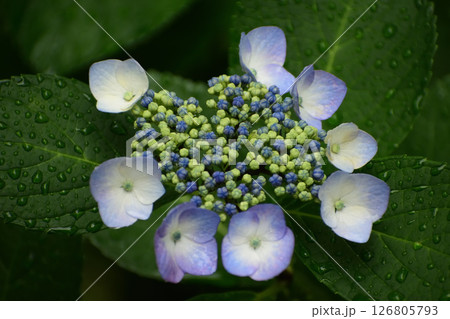 アジサイ250531pm3:01 126805793