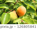 うめ 126805841