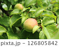 うめ 126805842