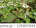 どくだみ 126805844