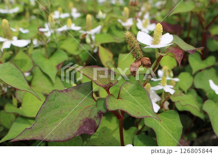 どくだみ 126805844