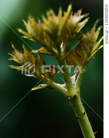 ウコギ科タラノキの新芽 126805859