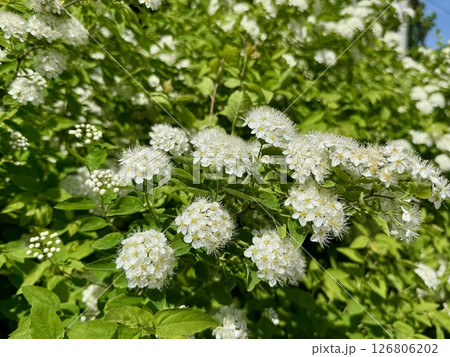 Spiraea multiflora white blooms on a warm sunny day. High quality photo 126806202