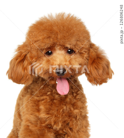 Ginger toy poodle close-up portrait with fluffy ears and open mouth 126806248