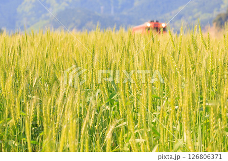 麦畑から見たオレンジ色の播但線 126806371