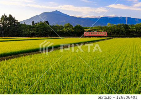 荒島岳を背景に稲が育つ田んぼの側を越美北線の赤い気動車が通る 荒島岳を背景に稲が育つ田んぼの側を越美北線の赤い気動車が通る 126806403