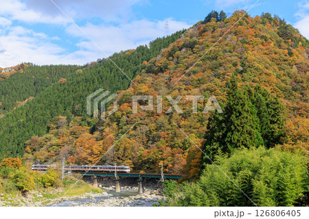 紅葉に彩られた飛騨川を渡る高山本線の気動車 126806405