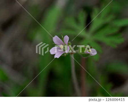 フウロソウ科アメリカフウロの花 126806415