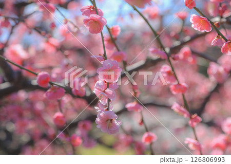 春を告げる紅梅の花 126806993