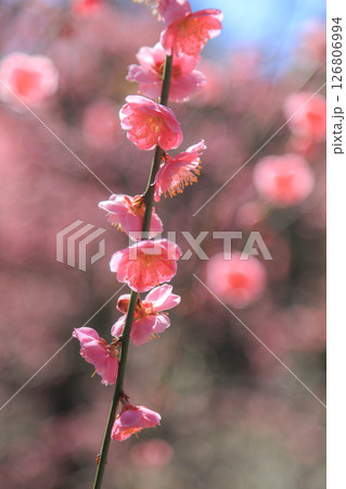 春を告げる紅梅の花 126806994