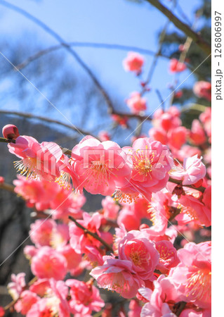 春を告げる紅梅の花 126806997