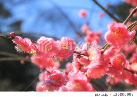 春を告げる紅梅の花 春を告げる紅梅の花 126806998