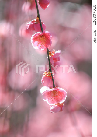 春を告げる紅梅の花 春を告げる紅梅の花 126807019
