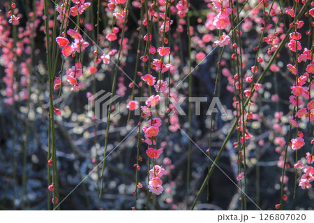 春を告げる紅梅の花 春を告げる紅梅の花 126807020